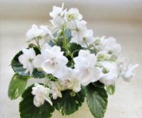 OS-Бланманже (миниатюра) (л/ук) - код Ф585