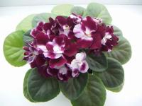 Mac's Southern Springtime (миниатюра) (л/ср) - код Ф770