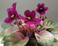 Plum Cutie (миниатюра) (л/ук) - код Ф164