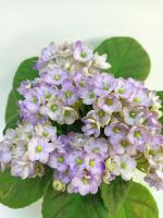 Optimara LooXo Delightful (стандарт) (л/ук) - код Ф135