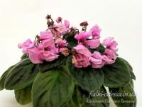 DS-Глициния (трейлер) (л/ук) - код Ф542