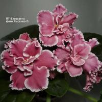 ПТ-Елизавета (стандарт) (л/ук) - код  Ф210 **