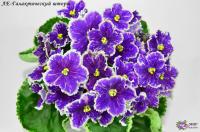 ЛЕ-Галактический шторм (стандарт) (л/ук) - код Ф629