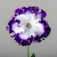 DS-2349 (Новинка) (дет) - код С024