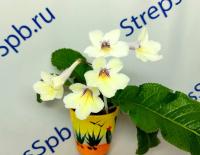 Bristol's Zesty Lemon (Миниатюрный сорт)  (дет) - код С120