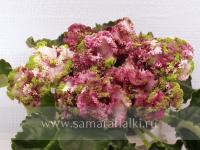 ЕК-Нарядный Париж (стандарт) (л/ук) - код Ф754