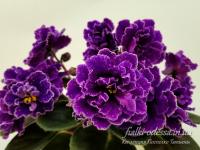 ЛФ-Ледяной дождь (стандарт) (л/ук) - код Ф185