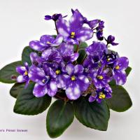 Hunter's Primal Scream (миниатюра) (л/ук) - код Ф384