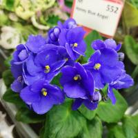 Honey Blue Angel (миниатюра) (л/ср) - код Ф552