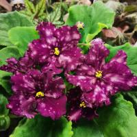 НД-Реверанс (стандарт) (л/ук) - код Ф723