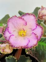 RIV-Янтарный Космос (стандарт) (л/ук) - код Ф355