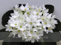 Bud's Melanie (стандарт) (л/ук) - Ф862