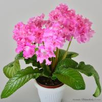 DS-2114 (дет) - С105