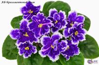 АВ-Бриллиантовый Дым (стандарт) (л/ук) - код Ф278