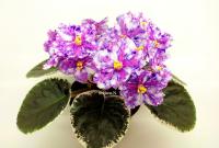 Rivermist Oohlala (стандарт) (л/ук) - код Ф800