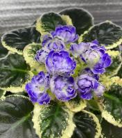 ПТ-Ива (стандарт) (л/ук) - код Ф910