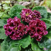 ВаТ-Балморал (стандарт) (л/ук) - код Ф140