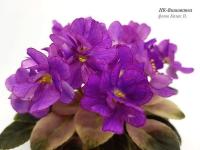 НК-Вишиванка (миниатюра) (л/ср) - код Ф549