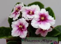 Rhapsodie Ruth (стандарт) (л/ук) - код Ф864 **