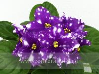 ЕЛ-Звезда Пленительного Счастья (стандарт) (л/ук) - код Ф229