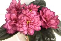 АВ-Роскошь (стандарт) (л/ук) - код Ф393