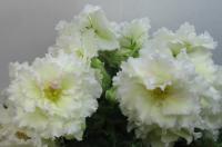 РМ-Луна Жозефины (стандарт) (л/ук) - код Ф013