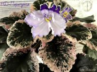 НД-Паратунка (стандарт) (л/ук) - код Ф291 **