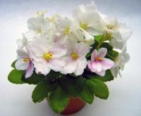 Rob's June Bug (микро-миниатюра) (л/ук) - код Ф599