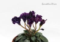 Hunter's Black Talon (микро-миниатюра) (л/ср) - код Ф471