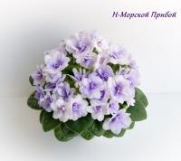 Н-Морской Прибой (миниатюра) (л/ср) - код Ф922 **