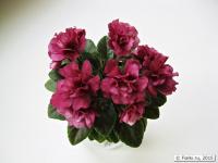 Jolly Redneck (миниатюра) (л/ср) - код Ф559