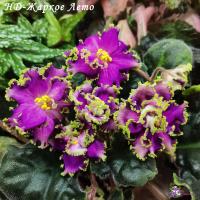 НД-Жаркое Лето (стандарт) (л/ук) - код Ф137