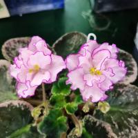 MF-Розовый Фломастер (Новинка 2023) (стандарт) (л/ук) - код Ф1046