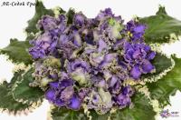 ЛЕ-Седой Граф (стандарт) (л/ук) - код Ф130