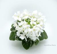 Wesley's Winter Starlight (миниатюра) (л/ср) - код Ф939