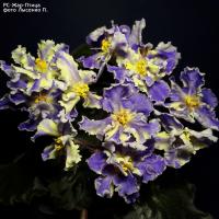 РС-Жар-Птица (стандарт) (л/ук) - код Ф266