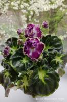 ЛФ-Верю в Чудеса (Новинка 2022) (стандарт) (л/ук) - код Ф037