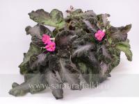 Picasso Pink (сталон срез) - код Э039