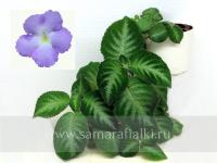 Lilacina Viridis (сталон срез) - код Э051