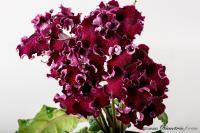 DS-2095 (дет) - С150