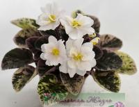 Golden Eye (миниатюра) (л/ср) - код Ф908 **