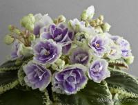 Buckeye Seductress (стандарт) (дет) - код Ф868