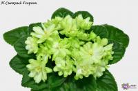 Н-Снежный Георгин (миниатюра) (л/ср) - код Ф460