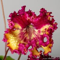 DS-2352 (Новинка) (дет) - код С031