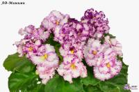 АВ-Мимими (стандарт) (л/ук) - код Ф827 **