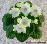 АВ-808-80 (стандарт) (л/ук) - код Ф336 **