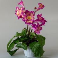 DS-Неон, 2377 (Новинка) (дет) - код С029