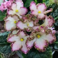 РС-Небылица (стандарт) (л/ук) - код Ф358