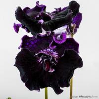 DS-Велюровое Небо (дет) - код С109