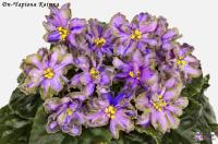 Dn-Чарiвня Квiтка (стандарт) (л/ук) - код Ф419 **